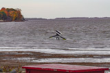 Venise-en-Québec 15 oct 2020