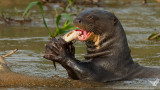 LONTRA GIGANTE con preda