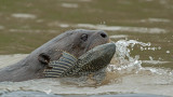 LONTRA GIGANTE con preda