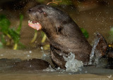 LONTRA GIGANTE