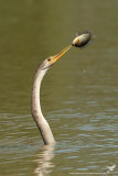 Aninga comune