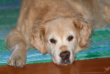 Maggie