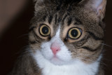 I MIEI GATTI