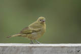 Palm tanager