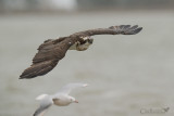 Falco Pescatore