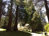 21 Big Tree Lodge grounds 02.jpg