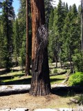 32 Burnt tree.jpg