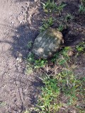 65 Turtle along the Auburn Trail.jpg