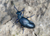 Gewone Oliekever - Meloe proscarabaeus