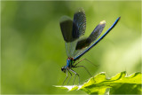 Weidebeekjuffer - Calopteryx splendens