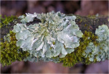 Land- en Korstmossen - Mosses and Lichens