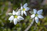 Heidespurrie - Spergula morisonii)