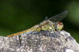 Libellen en waterjuffers - Dragonflies and Damselflies