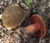 Gewone Heksenboleet - Boletus erythropus