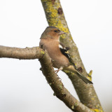 Vink of Boekvink GALLERY