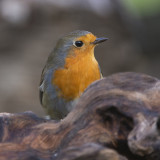Roodborst GALLERY