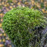 Land- en Korstmossen - Mosses and Lichens