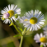 GALLERY WILDE BLOEMEN KLEURGROEP WIT – wild flowers white – Plantes sauvages à fleurs blanches