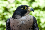 GALLERY roof- of stootvogels en uilen