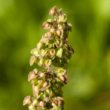 GALLERY BLOEMEN KLEURGROEP GROEN of onopvallend – flowers green - Plantes a fleurs vertes et plantes sans fleurs