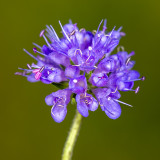 Blauwe Knoop - Succisa pratensis