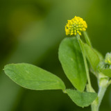 Kleine Klaver - Trifolium dubium