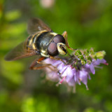 GALLERY ZWEEFVLIEGEN - SYRPHIDAE - hover flies - les éristales