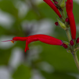 Ananassalie - Salvia elegans