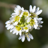 GALLERY WILDE BLOEMEN KLEURGROEP WIT – wild flowers white – Plantes sauvages à fleurs blanches