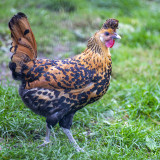 Vogels Diverse Galleries