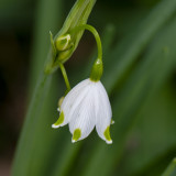 GALLERY WILDE BLOEMEN KLEURGROEP WIT – wild flowers white – Plantes sauvages à fleurs blanches