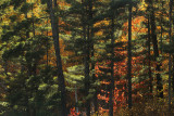 Fall_splendor_copy.jpg
