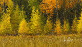 Swans_in_Fall_Color_copy.jpg