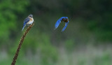 Blue bird pair out hunting copy.jpg