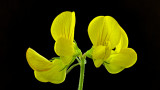 Macro Gallery