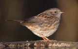 Hedge sparrow, Spaldwick, UK, December 2019