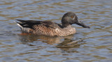 Northern shoveler (anas clypaeta), Clot de Galvany, Spain, October 2020