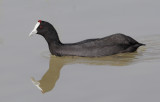 Red-knobbed coot (fulica cristata), El Fondo, Spain, October 2020