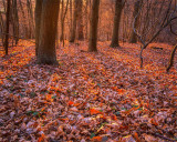 Winter Sunset in the Chantry Wood, Guildford (1)