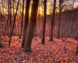 Winter Sunset in the Chantry Wood, Guildford (2)