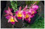 Orchids  Longwood Gardens