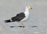 Lesser Black-backed Gull