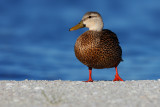 Mottled Duck 