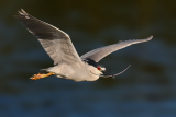 Black-crowned Night-Heron