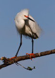 Snowy Egret