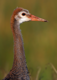 Sandhill Crane