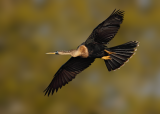 Anhinga