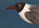 Laughing Gull