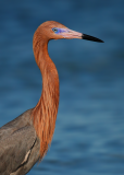 Reddish Egret