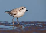 Snowy Plover